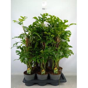 Philodendron   ...