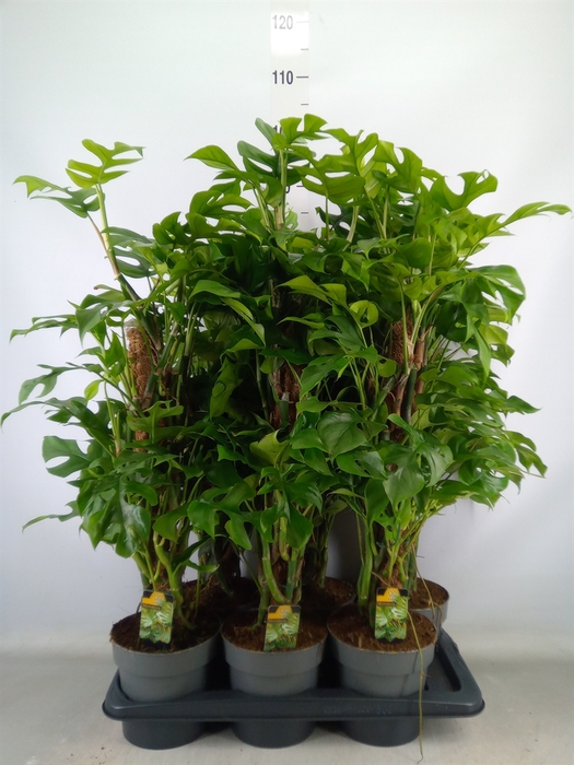 <h4>Philodendron   ...</h4>