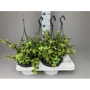 Portulacaria afra