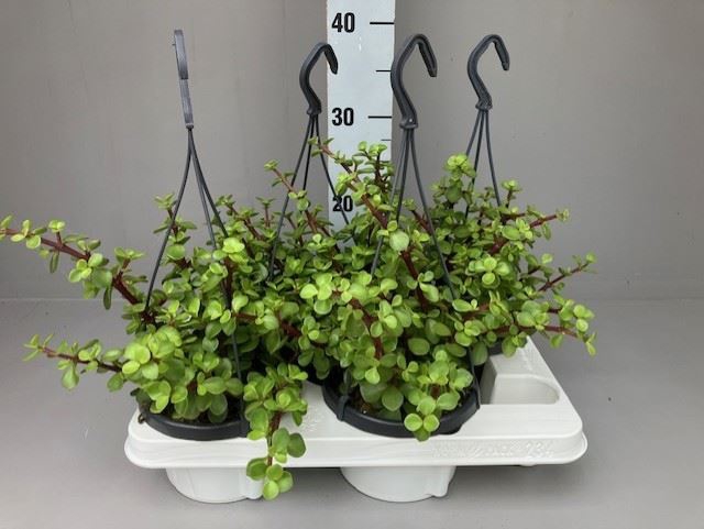 <h4>Portulacaria afra</h4>