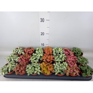 Fittonia   ...mix 7