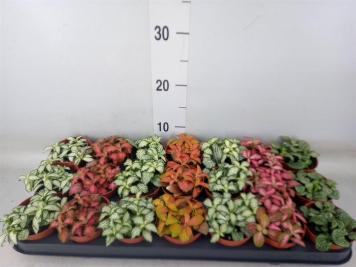 <h4>Fittonia   ...mix 7</h4>