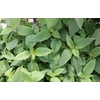 Salvia overig