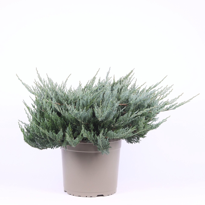 <h4>Juniperus horizontalis Blue Chip</h4>