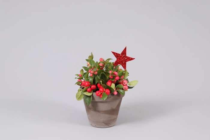 <h4>Gaultheria Big Berry Keramiek Terracotta + Steker</h4>