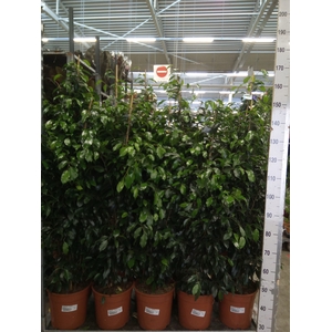 Ficus benja. 'Danielle'