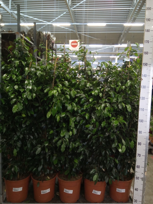 <h4>Ficus benja. 'Danielle'</h4>