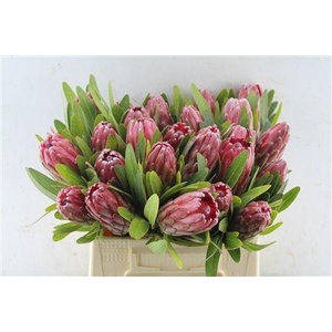 PROTEA LANCELOT
