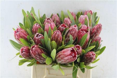 <h4>PROTEA LANCELOT</h4>