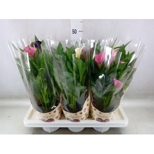 Zantedeschia   ...