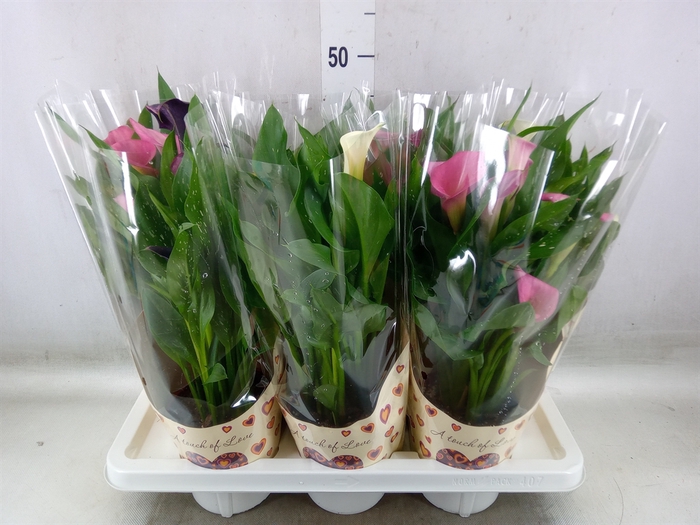 <h4>Zantedeschia   ...</h4>