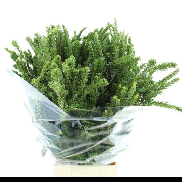 <h4>MYRTUS COM BS</h4>
