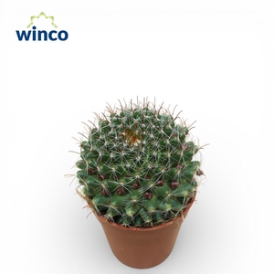 Mammillaria Zeilmaniana (Flowering)