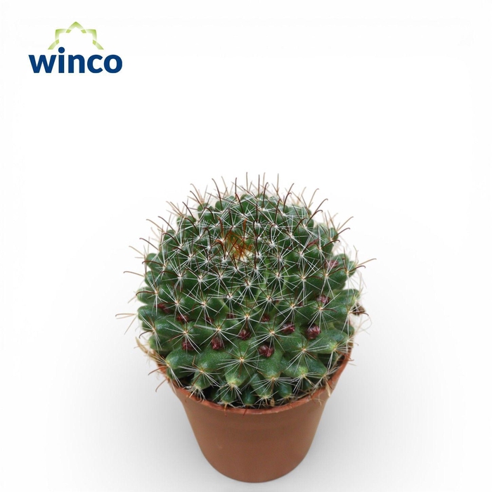 <h4>Mammillaria Zeilmaniana (Flowering)</h4>