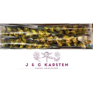 Cymb T Centerfold 100 Cm