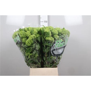 Viburnum Roseum St 4 Bal