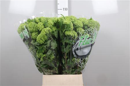 <h4>Viburnum Roseum St 4 Bal</h4>