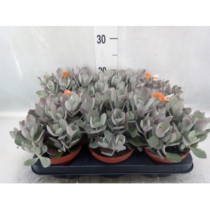 Kalanchoe NF pumila