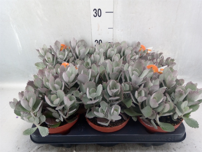 <h4>Kalanchoe NF pumila</h4>