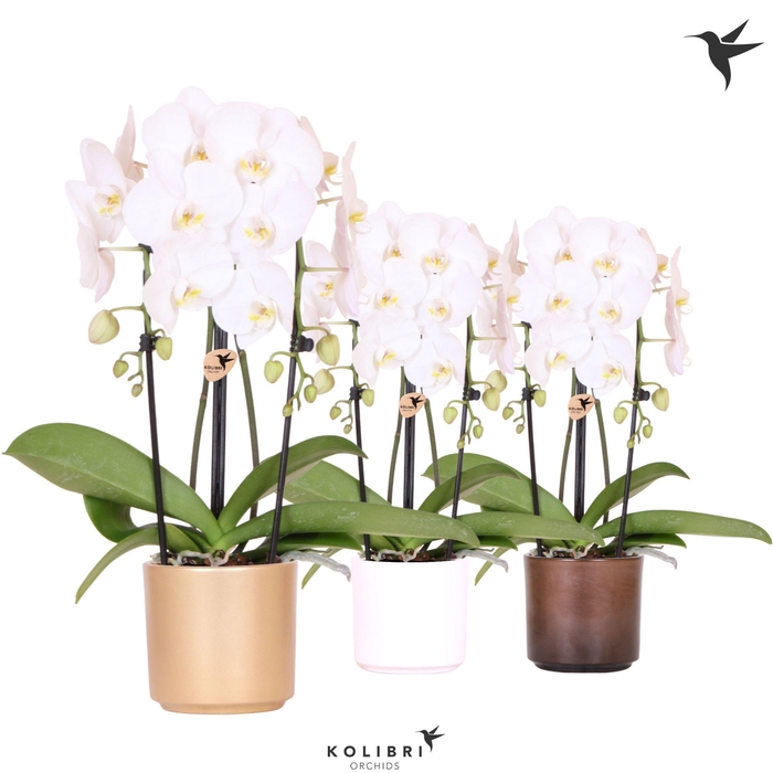 <h4>Kolibri Orchids Phalaenopsis Cascade Niagara Fall white 2 spike in Simplicity pot gold mix</h4>