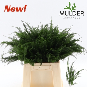 Asparagus Pyramidalis 40 cm X50 Mulder