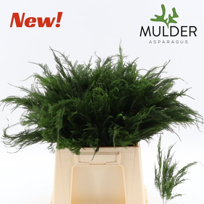 <h4>Asparagus Pyramidalis 40 cm X50 Mulder</h4>
