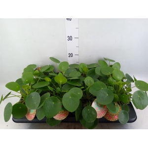 Pilea peperomioides
