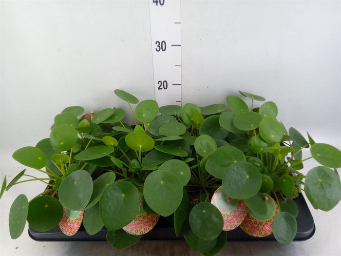 <h4>Pilea peperomioides</h4>