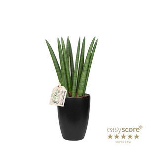 SANSEVIERIA CYLINDRICA P10 CLASSIC BL STRAIGHT