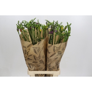 Freesia One XXL Mixed