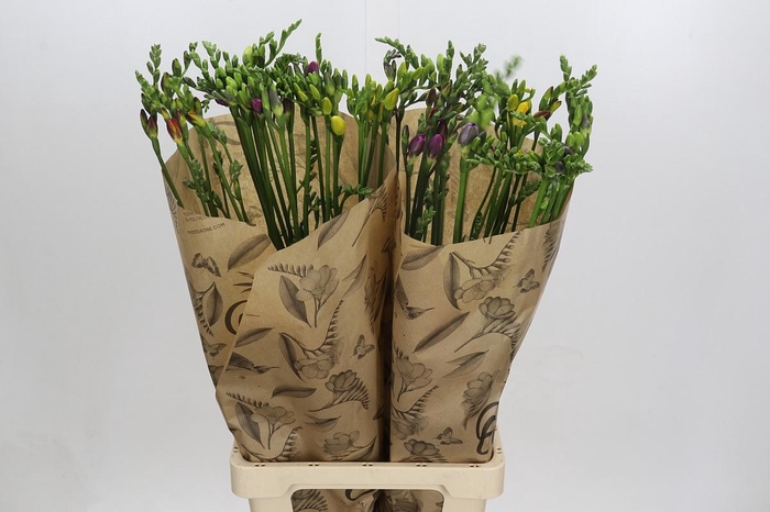 Freesia One Xxl Mixed
