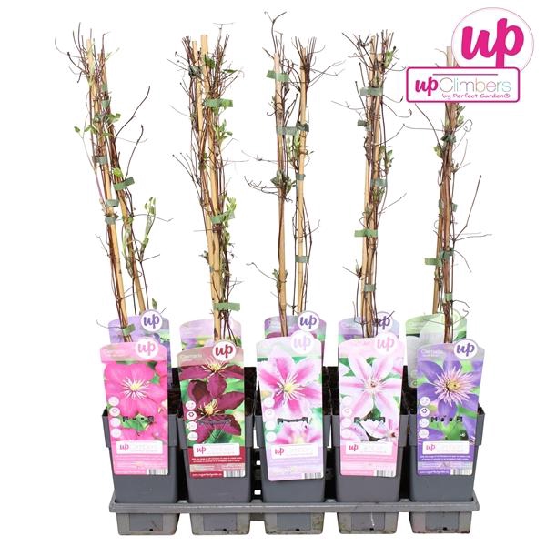 <h4>Clematis mix tray</h4>