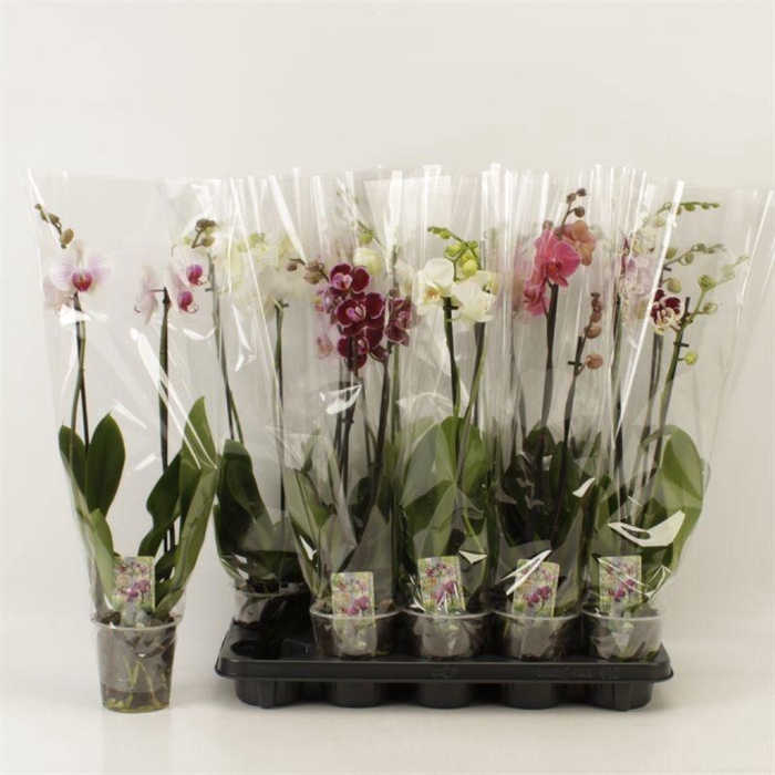 <h4>PHAL GEM 5 KL</h4>