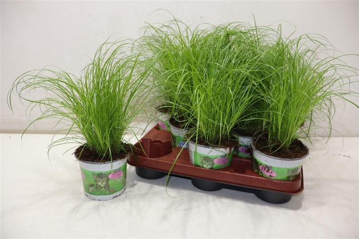 <h4>Cyper Alt Zumula</h4>