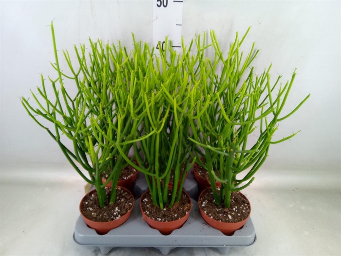 <h4>Euphorbia tirucalli</h4>