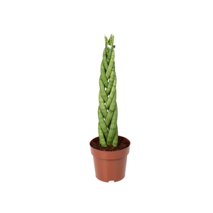 SANSEVIERIA TRANCA P17
