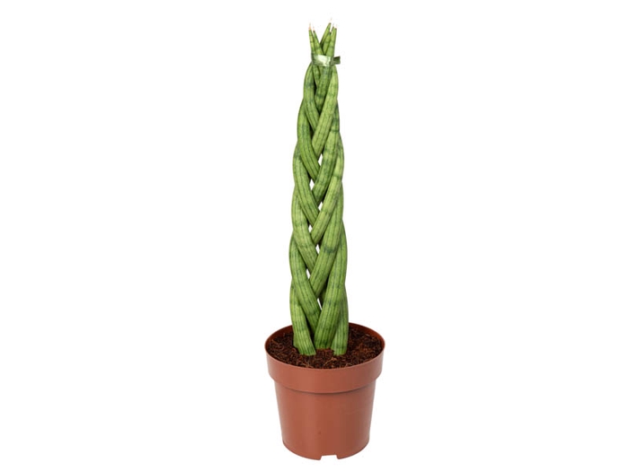 <h4>SANSEVIERIA TRANCA P17</h4>