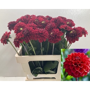 Dahlia Red Fox Punthuis