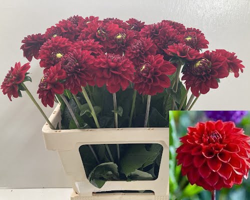 <h4>Dahlia Red Fox Punthuis</h4>