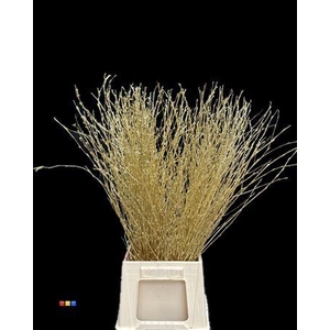 Betula / Berkentak Gold