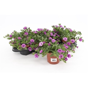 Calibrachoa Rosies Blue