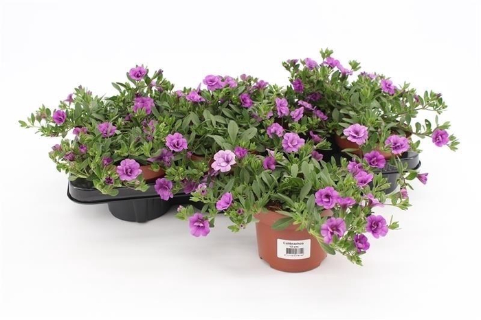 <h4>Calibrachoa Rosies Blue</h4>