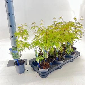 Acer palmatum Emerald Lace