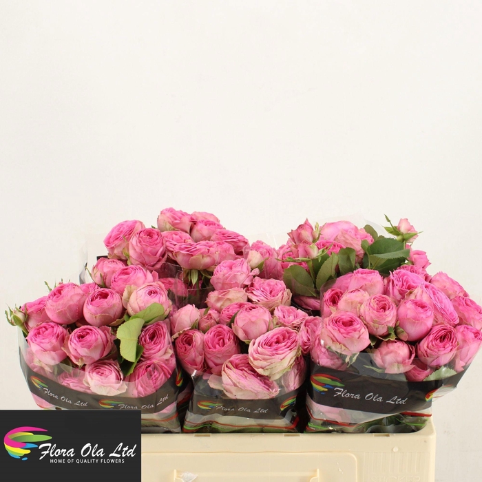 <h4>R TR GISELLE!</h4>