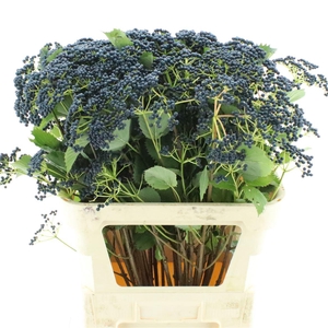 Vibur De Blueber Hil