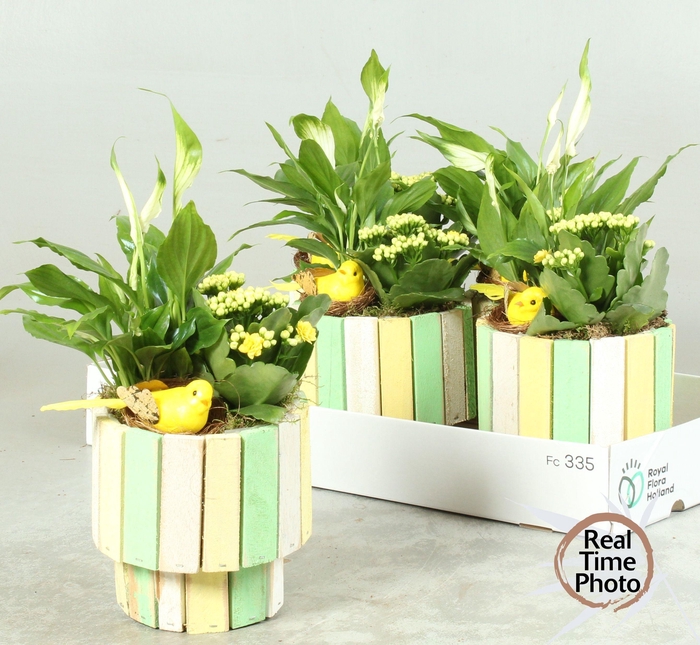 <h4>ARR KAMERPL</h4>