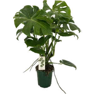 Monstera deliciosa p21