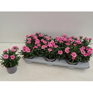 DIAN OSC PINK STAR