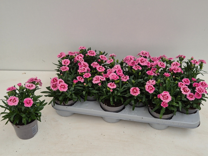 <h4>DIAN OSC PINK STAR</h4>