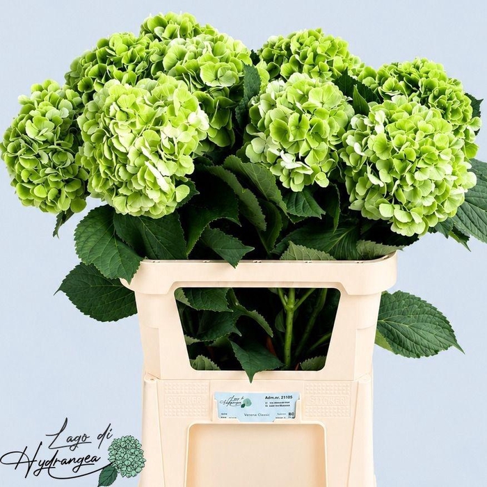 <h4>HYDR M CH VERENA CL</h4>